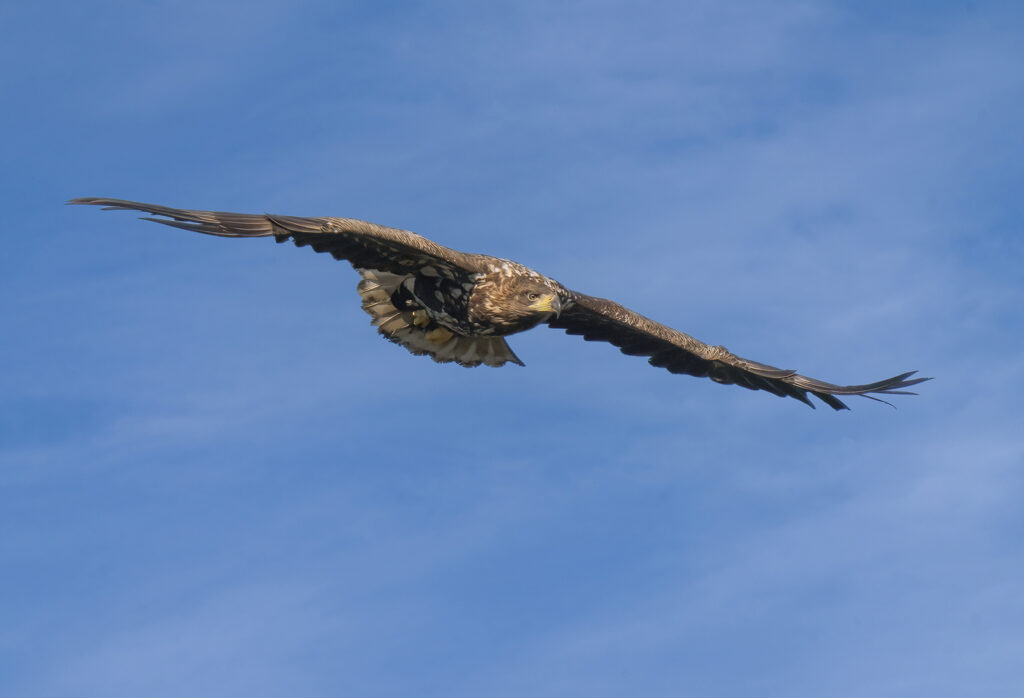  HAVSÖRN. MÖRKÖ. White-tailed eagle (Haliaeetus albicilla).