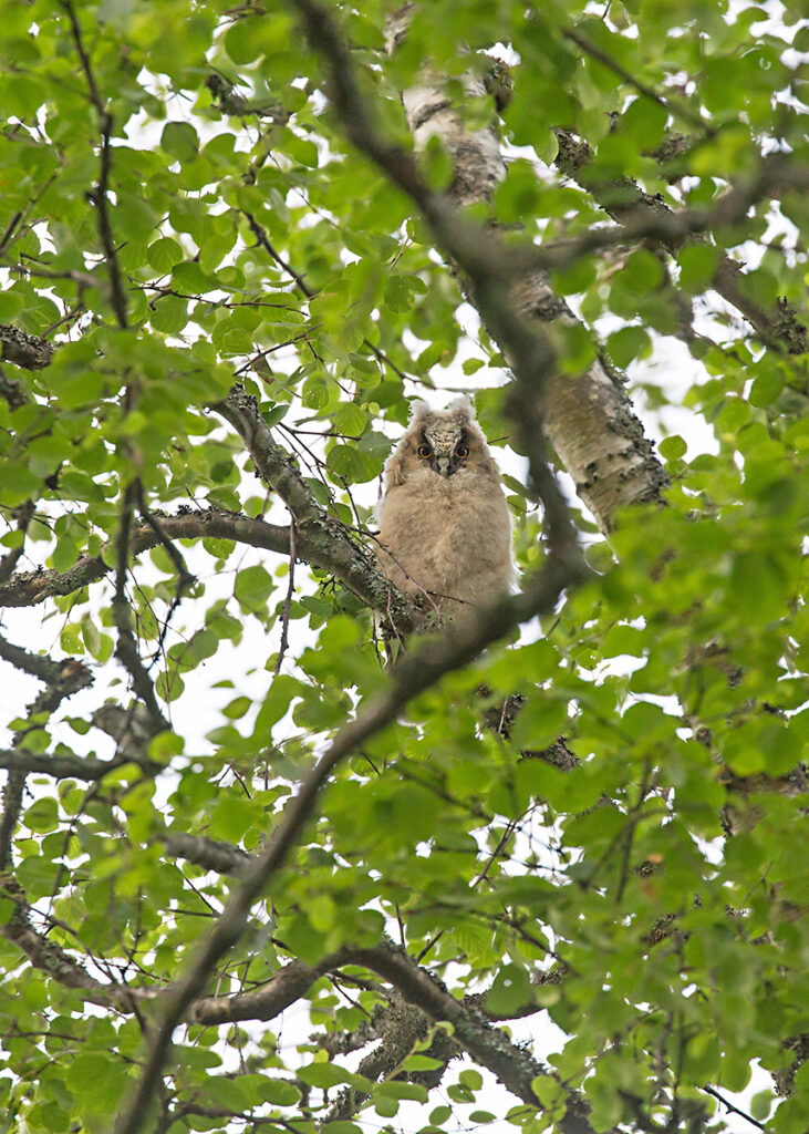 HORNUGGLA, Long-eared owl. Södertälje.