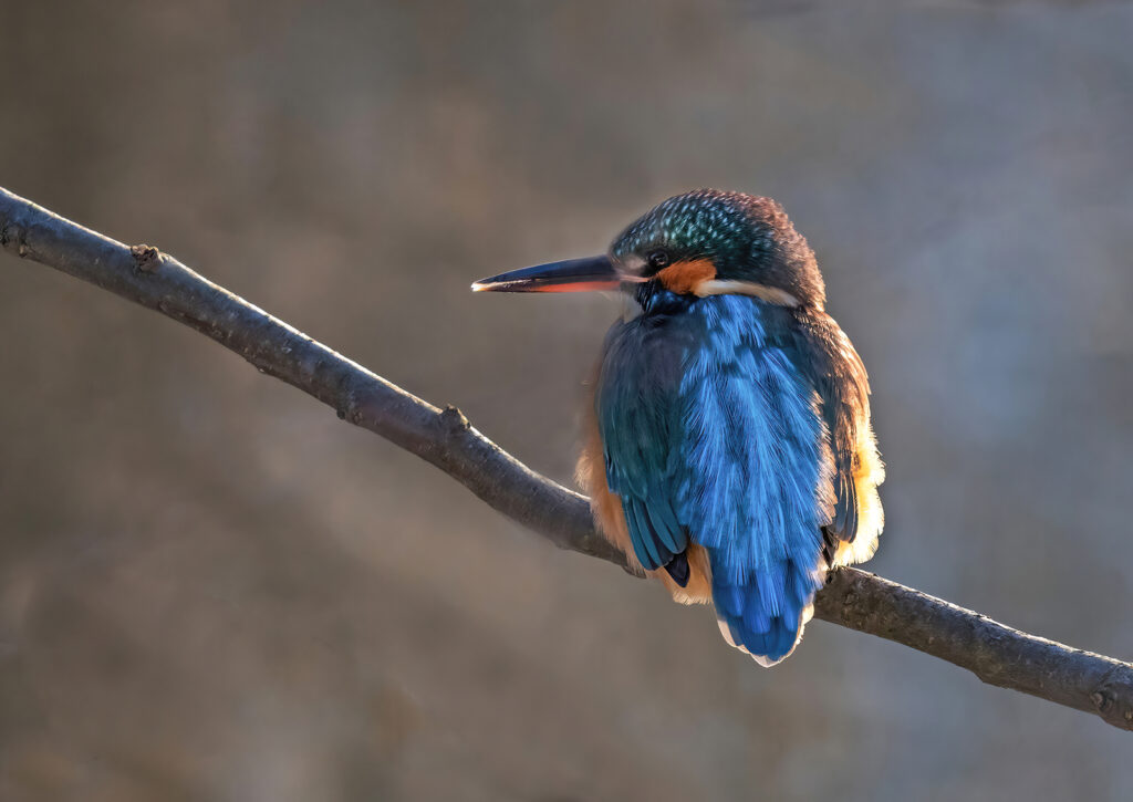 KUNGSFISKARE, Common kingfisher 