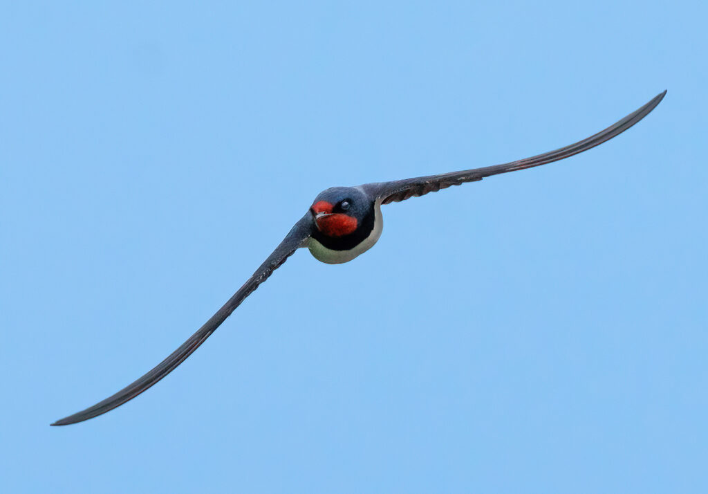LADUSVALA, Barn swallow