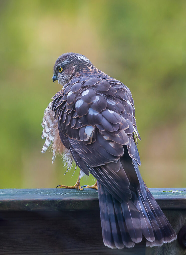 SPARVHÖK, Eurasian sparrowhawk. Hölö.