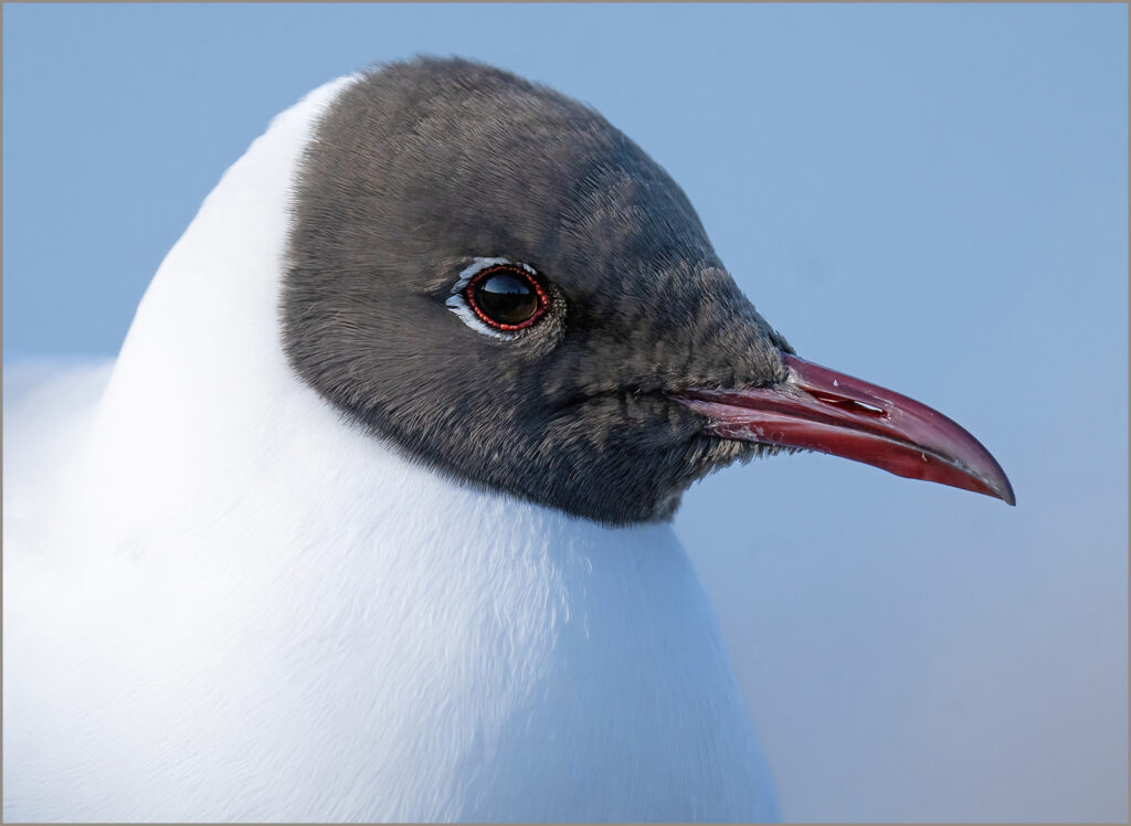 SKRATTMÅS, Black-headed gull