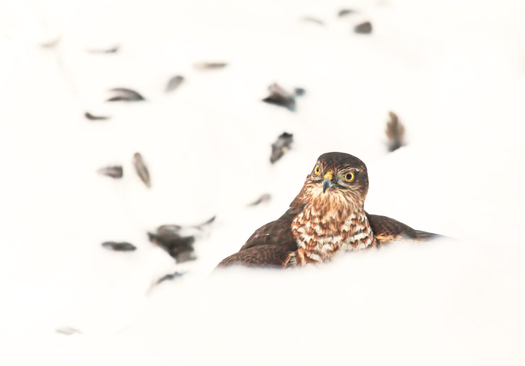 SPARVHÖK, Eurasian sparrowhawk. Hölö.