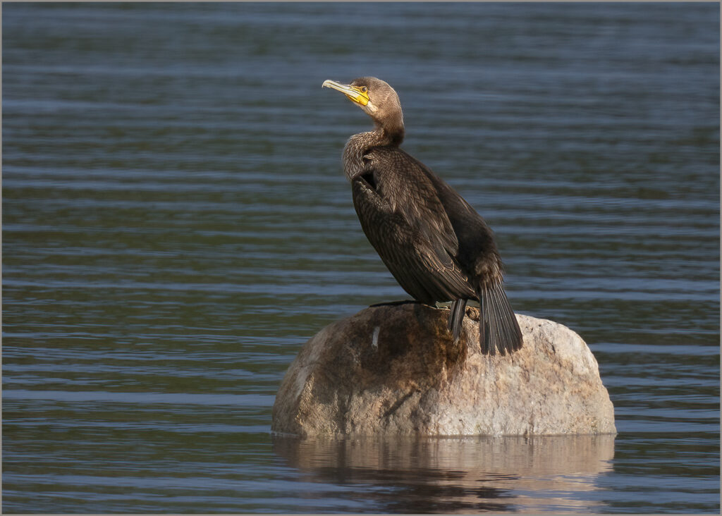 STORSKARV, Great cormorant