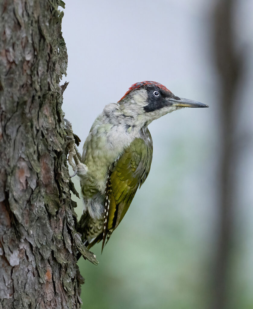 GRÖNGÖLING, European green woodpecker. SEGELTORP.