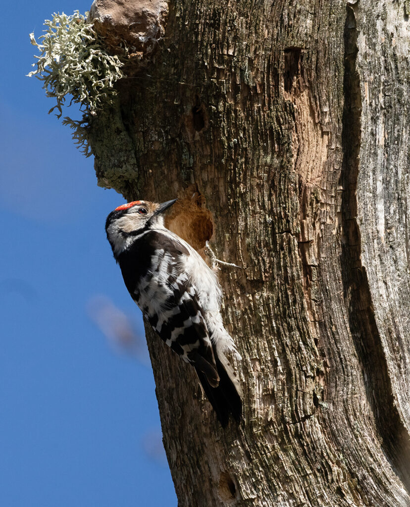 MINDRE HACKSPETT, Lesser spotted woodpecker. ÅGESTA.
