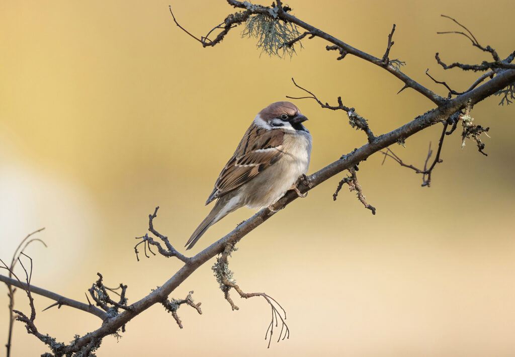 PILFINK, Eurasian tree sparrow. TULLGARN 2024. 