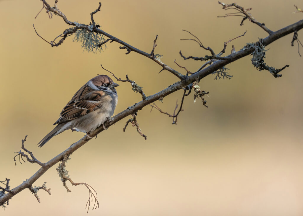 PILFINK, Eurasian tree sparrow 