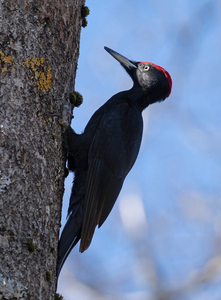 SPILLKRÅKA, Black woodpecker. ÅGESTA 