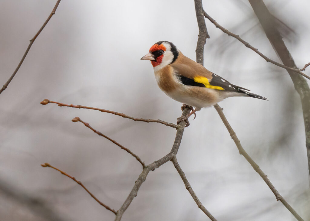 STEGLITS, European goldfinch 