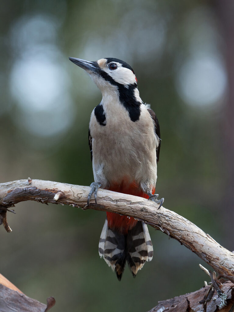 STÖRRE HACKSPETT, Great spotted woodpecker (Dendrocopos major). HÖLÖ.
