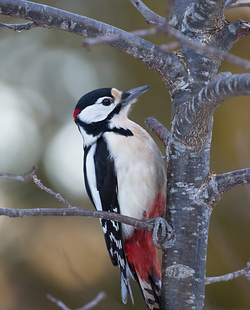 STÖRRE HACKSPETT, Great spotted woodpecker (Dendrocopos major).